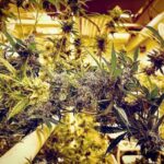 local-marijuana-dispensary-anchorage-buy-weed-near-you