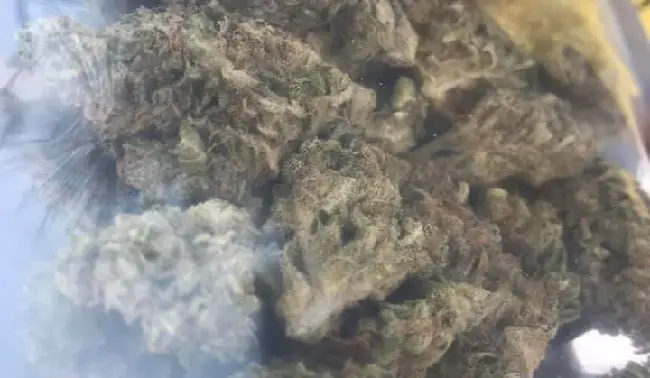 Local marijuana CBD dispensary Bakersfield pipes bongs
