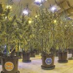 Where To (Legally) Buy Marijuana & CBD In Vail, Aspen & Breckenridge