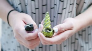 Local marijuana CBD dispensary St Petersburg pipes bongs