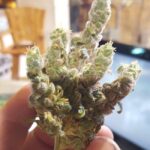 Where To Buy Marijuana & CBD In Denver