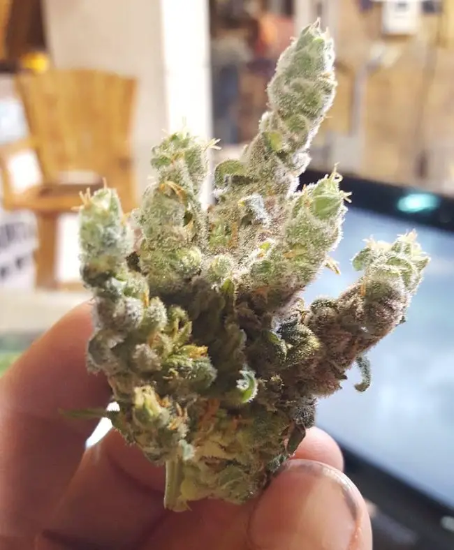 Local marijuana CBD dispensary Denver pipes bongs