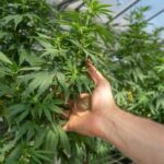 Where To (Legally) Buy Marijuana & CBD In Knoxville