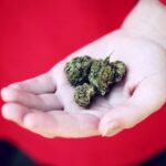 Where To (Legally) Buy Marijuana & CBD In Quebec City
